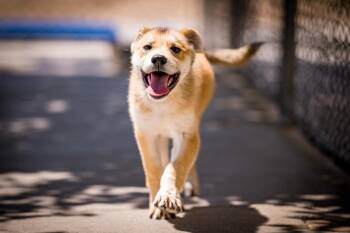 Shepherd Dogs Available for Adoption in Twentynine Palms, California - Kylo | PetCurious