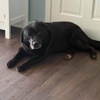 Meatball -  Black Labrador Retriever and Mixed Breed Dog for Adoption in Olathe, Kansas - Meatball | PetCurious