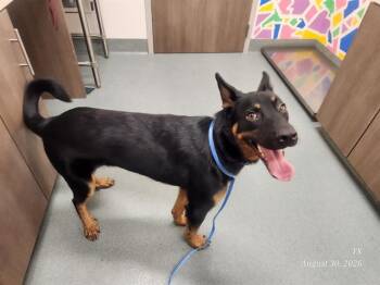 HARLEY -  German Shepherd Dog Dog for Adoption in Baytown, Texas - HARLEY | PetCurious