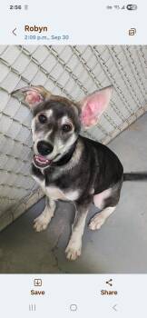 Rescue Husky and German Shepherd Dog Dogs for Adoption in Fort Smith, Northwest Territories - Olef | PetCurious