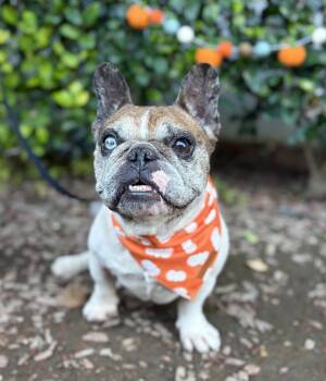 Rescue French Bulldog Dogs for Adoption in South El Monte, California - Chancho | PetCurious