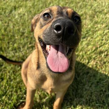 Lella -  Mixed Breed Dog for Adoption in Pearland, Texas - Lella | PetCurious
