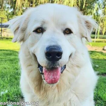 Fluff in KY - Sweet & Gentle Guardian -  Great Pyrenees Dog for Adoption in Beacon, New York - Fluff In KY - Sweet & Gentle Guardian | PetCurious