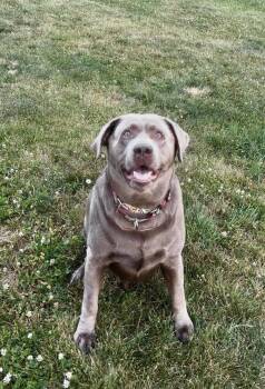 Jimmy -  Labrador Retriever Dog for Adoption in Indiana, Pennsylvania - Jimmy | PetCurious