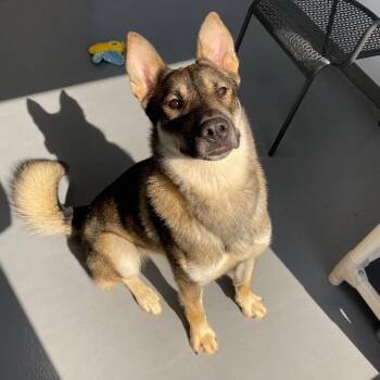 Copilot -  Shepherd and Mixed Breed Dog for Adoption in Roanoke, Virginia - Copilot | PetCurious