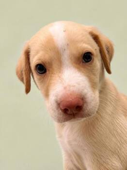 DJ -  Retriever Dog for Adoption in Gulfport, Mississippi - DJ | PetCurious