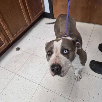 Mixed Breed Dogs Available for Adoption in Davenport, Iowa - Wormy McSquirmy | PetCurious