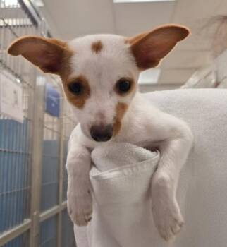 Pebbles -  Terrier and Mixed Breed Dog for Adoption in Honolulu, Hawaii - Pebbles | PetCurious