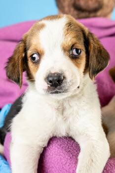 Beagle and Mixed Breed Dogs Available for Adoption in Minneapolis, Minnesota - Ike | PetCurious