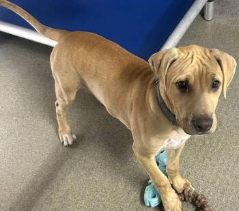 Birch 3 months male AVAILABLE 7/1 -  Black Mouth Cur Dog for Adoption in Sterling, Massachusetts - Birch 3 Months Male AVAILABLE 7/1 | PetCurious