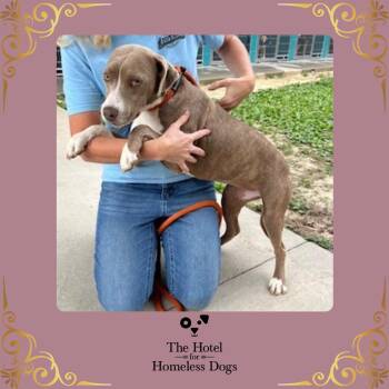 American Staffordshire Terrier and Terrier Dogs Available for Adoption in Cumberland, Rhode Island - Cydney | PetCurious