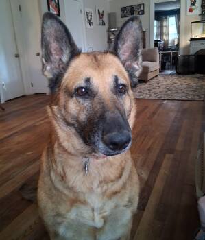 Nikki, German Shepherd needs foster home by June 30 (Courtesy Po -  German Shepherd Dog Dog for Adoption in Chesapeake, Virginia - Nikki, German Shepherd Needs Foster Home By June 30 (Courtesy Po | PetCurious