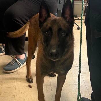 Cadence D12409 -  Belgian Shepherd Malinois Dog for Adoption - Cadence D12409 | PetCurious