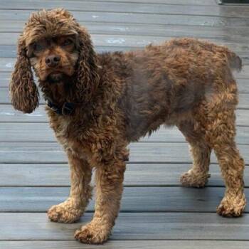 Zeus C 26091 -  Cocker Spaniel Dog for Adoption in Parker, Colorado - Zeus C 26091 | PetCurious
