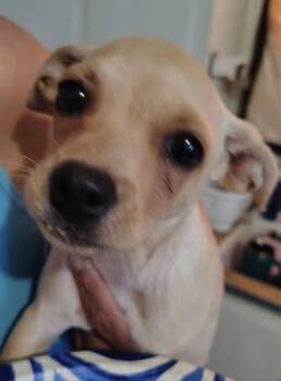 SPONSOR OR FOSTER ME - Mercedes -  Chihuahua Dog for Adoption in Grafton, Wisconsin - SPONSOR OR FOSTER ME - Mercedes | PetCurious