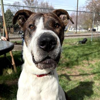 Great Dane Dogs Available for Adoption in Maple Falls, Washington - Rollie | PetCurious