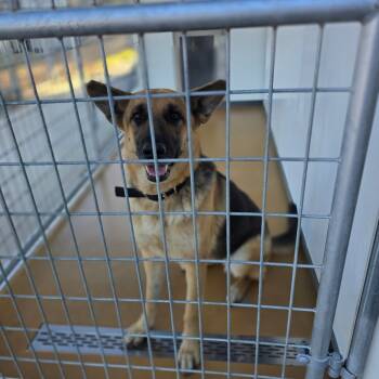 Rescue German Shepherd Dog Dogs for Adoption in Hinesville, Georgia - Lady | PetCurious