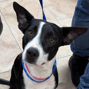 Jenny -  Border Collie Dog for Adoption in Lakeland, Florida - Jenny | PetCurious