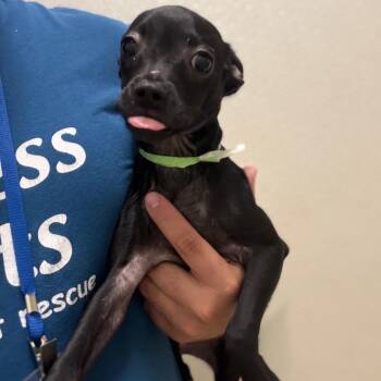 Miniature Pinscher and French Bulldog Dogs Available for Adoption in Chino Hills, California - Salem - Chino Hills Location | PetCurious