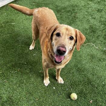 Rescue Yellow Labrador Retriever Dogs for Adoption in Hopkinton, Massachusetts - Chief | PetCurious