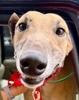 Hulk -  Greyhound Dog for Adoption in New Hope, Pennsylvania - Hulk | PetCurious