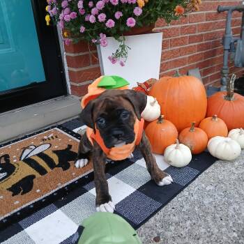 Marlin -  Boxer Dog for Adoption in Elyria, Ohio - Marlin | PetCurious