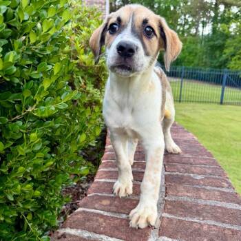Mixed Breed Dogs Available for Adoption in Brownsboro, Alabama - Olympus | PetCurious