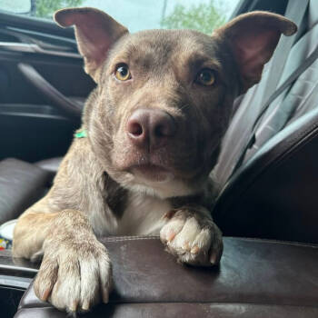 Rescue Terrier Dogs for Adoption in Colorado Springs, Colorado - Rowan | PetCurious