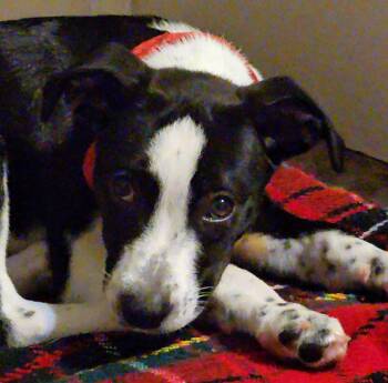 Rollo Mini - LOCAL PUP -  Husky and Hound Dog for Adoption in Andover, Massachusetts - Rollo Mini - LOCAL PUP | PetCurious