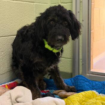 Golden Retriever and Mixed Breed Dogs Available for Adoption in West Palm Beach, Florida - Shaggy | PetCurious