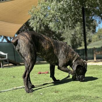 Samantha - ECAS -  Cane Corso and Mixed Breed Dog for Adoption in Pleasanton, California - Samantha - ECAS | PetCurious
