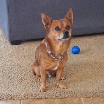 Hashbrown -  Chihuahua Dog for Adoption in Dayton, Ohio - Hashbrown | PetCurious