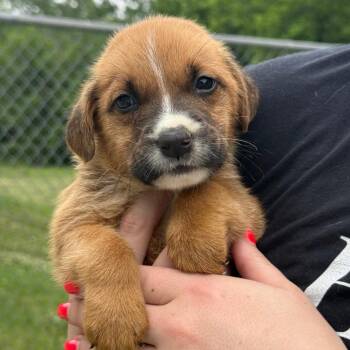 Mixed Breed Dogs Available for Adoption in Tulsa, Oklahoma - Cream | PetCurious