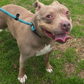 Fonda -  Pit Bull Terrier and Mixed Breed Dog for Adoption in Milan, Illinois - Fonda | PetCurious