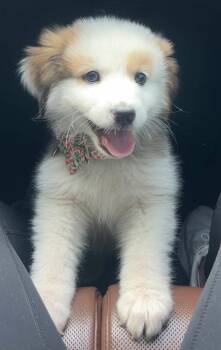 Great Pyrenees Dogs Available for Adoption in Kiowa, Oklahoma - Kiwi  | PetCurious