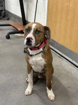 Pit Bull Terrier Dogs Available for Adoption - MAYBACH | PetCurious