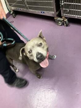 Pit Bull Terrier Dogs Available for Adoption in Long Beach, California - DIAMOND | PetCurious