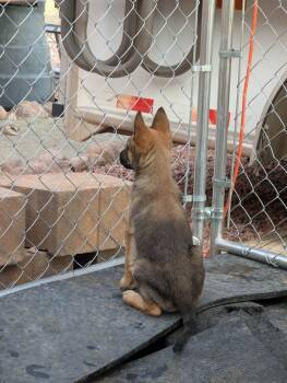 Drive Thru litter, Jimmy - located in UT -  Belgian Shepherd Malinois and Australian Cattle Dog Blue Heeler Dog for Adoption in Imlay City, Michigan - Drive Thru Litter, Jimmy - Located In UT | PetCurious
