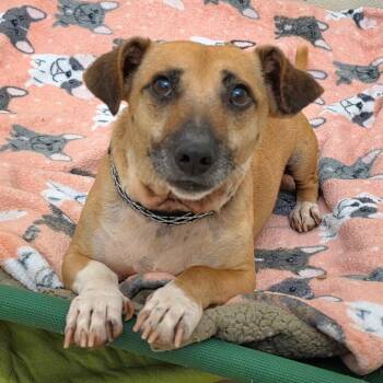 Chihuahua and Dachshund Dogs Available for Adoption in Chino Hills, California - Shaggy - Chino Hills Location | PetCurious