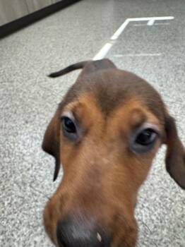 Coonhound and German Shepherd Dog Dogs Available for Adoption in Van Wert, Ohio - Zinnia | PetCurious