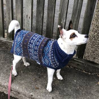 Rescue Jack Russell Terrier Dogs for Adoption in Long Beach, New York - Noelle | PetCurious