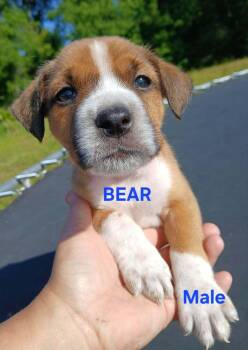 Boxer Dogs Available for Adoption in Troy, Alabama - Bear | PetCurious