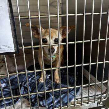 Petunia -  Chihuahua and Mixed Breed Dog for Adoption in Jupiter, Florida - Petunia | PetCurious