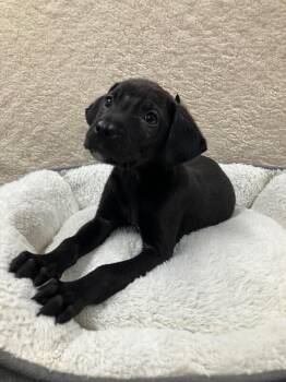Mixed Breed Dogs Available for Adoption - Jasper | PetCurious