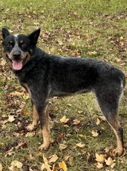 Rescue Australian Cattle Dog Blue Heeler Dogs for Adoption in St. Joseph, Michigan - Savannah | PetCurious
