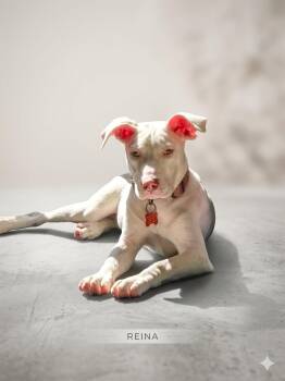 Reena aka Reina -  Pit Bull Terrier Dog for Adoption in Carmel Hamlet, New York - Reena Aka Reina | PetCurious