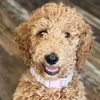 DAISY -  Poodle Dog for Adoption in Dallas, Texas - DAISY | PetCurious