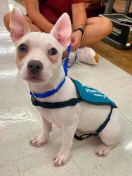 Raina Rae -  Mixed Breed Dog for Adoption in Milton, Delaware - Raina Rae | PetCurious
