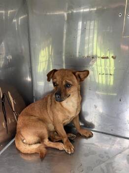 Mixed Breed Dogs Available for Adoption in Dallas, Texas - SASSY | PetCurious