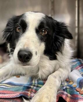 Border Collie Dogs Available for Adoption in Shawnee, Oklahoma - Chrissy | PetCurious